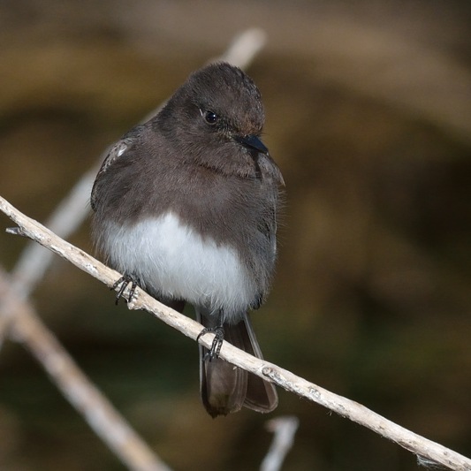 Zwarte Phoebe